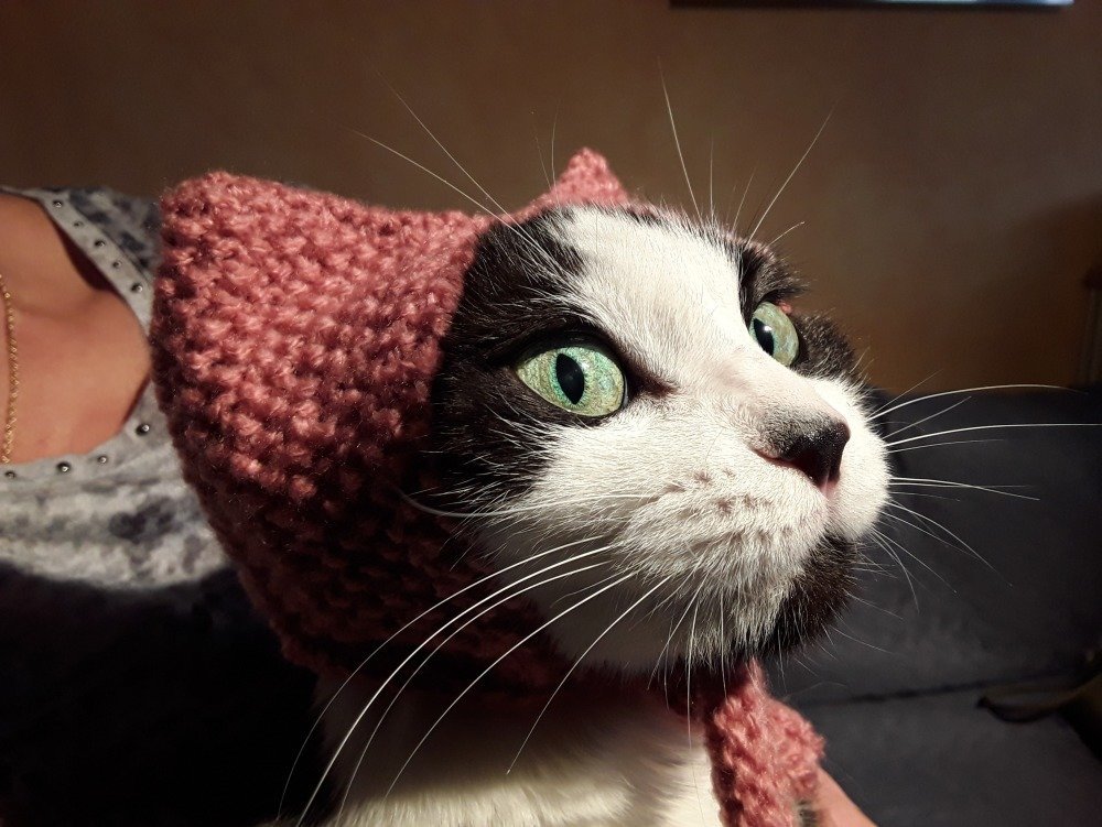 Bonnet En Laine Pour Chien Ou Chat Un Grand Marche