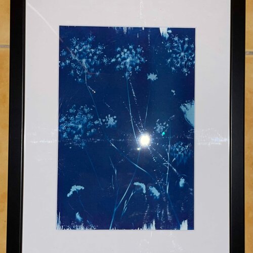 Cyanotype végétal bleu - monochrome