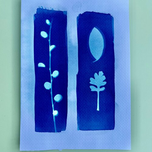 Dessin cyanotype botanique