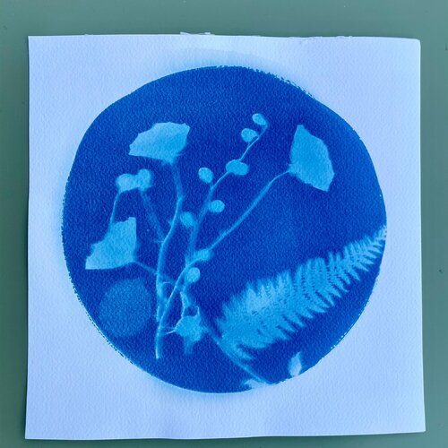 Dessin cyanotype botanique