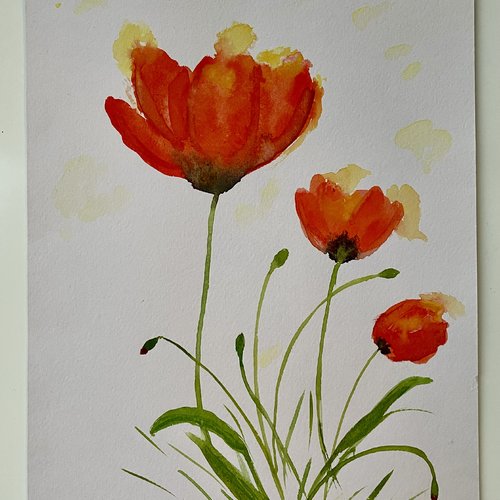 Coquelicots à l’aquarelle