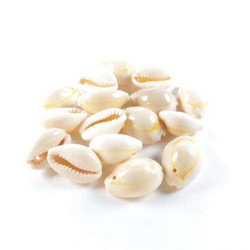 10 coquillages naturels cauri beige / ivoire ( +/- 19mm x 13mm x 11mm )    lbp00005 