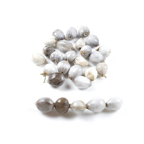 30 perles graines d'herbe à chapelets / larmes de job naturelles +/- 6 à 9mm x 5 à 7mm    lbp00566