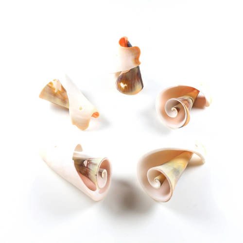 5 pendentifs spirale intérieur de coquillage naturel  ~ 19 à 20mm x 12 à 13mm    lbp00657 