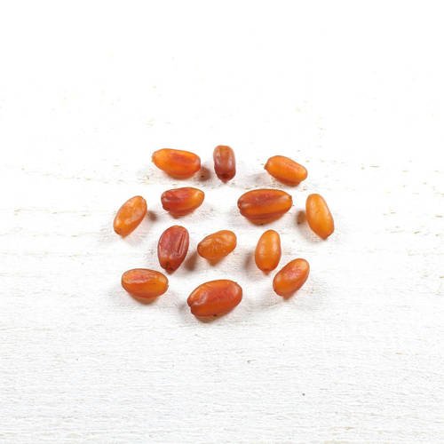 5 perles graines naturelles d'ambre de rivière du kenya  +/- 10 x 5mm     lbp00673 