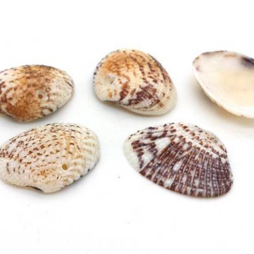 5 breloques coquillages entiers blanc brun 30x35mm pendentif déco (pn76) 