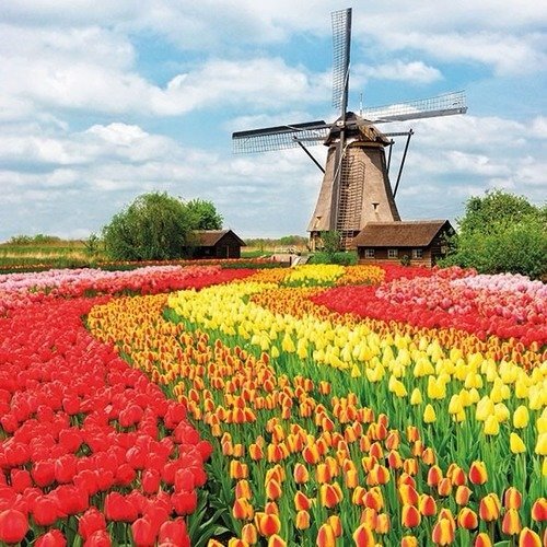 1 serviette en papier paysage hollande - tulipes - moulin - ref 949