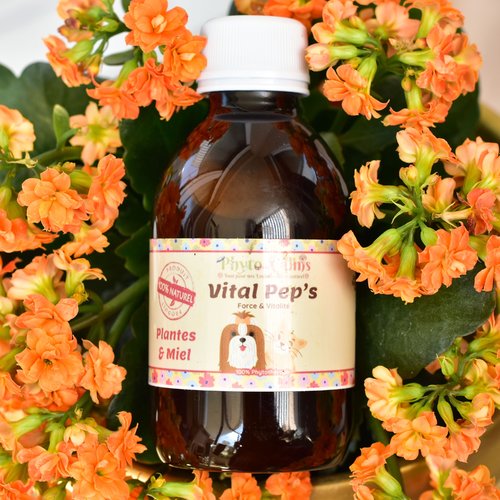 Renforce défense immunitaire, pour chien et chat phytothérapie naturel