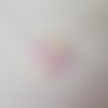 Fleurs rose sur fond blanc