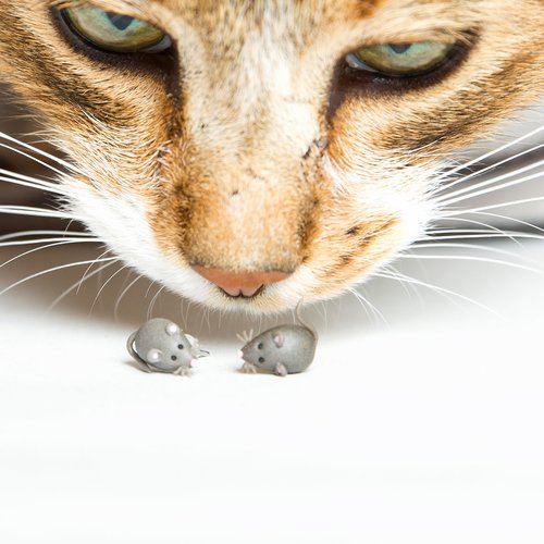 Souris grises - puces boucles d'oreilles [- animal -]
