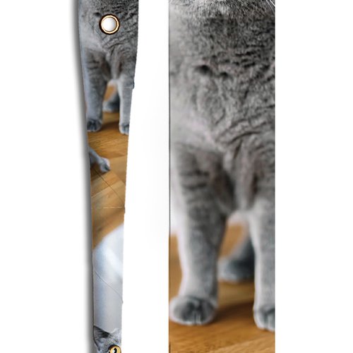 Chartreux