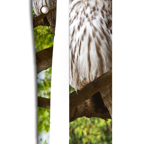 Hibou