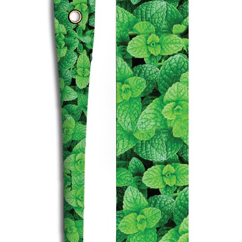 Menthe