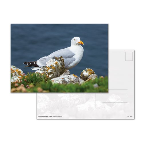 Carte postale a5 - goëland argenté, presqu'île de crozon