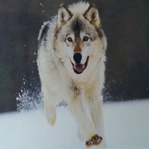 Broderie diamant chien loup dans la neige