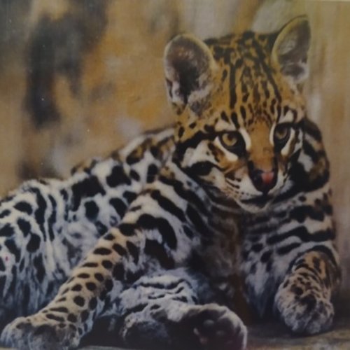 Broderie diamant bebe leopard