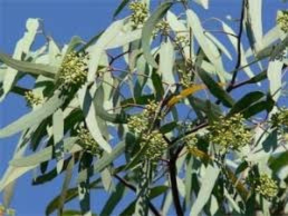 12pcs Branches d'eucalyptus séchées Tiges de verdure, 17 pouces 100%  vivants Feuilles d'eucalyptus Plante Verdure D