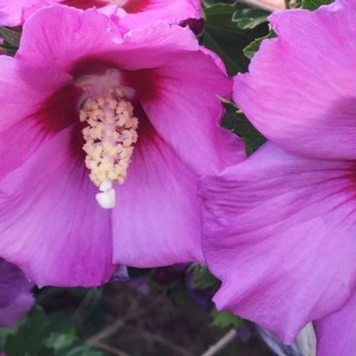 Hibiscus,graines de hibiscus ,les herbes,et des épices,produits de mon jardin, bio,cueilli et séché à l'air libre,2018