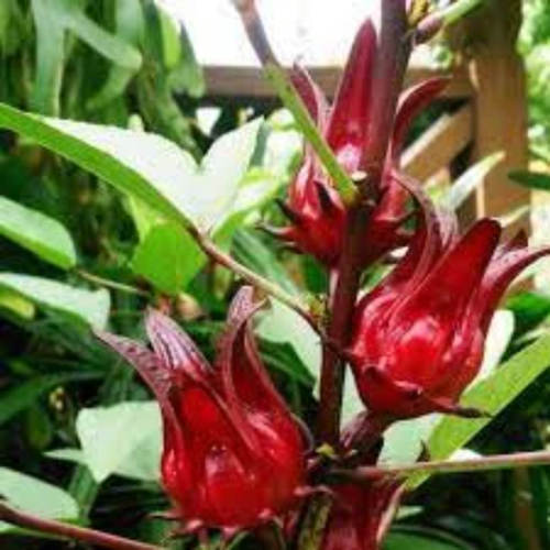 Hibiscus sabdariffa,oseille de guinée, roselle,groseille pays,le bissap ou karkadé,flor de jamaica,fleurs biologique,sans traitements