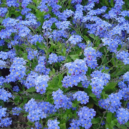 Myosotis sylvatica victoria,graines de myosotis,fleurs bleu