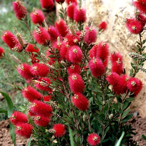 Graines de callistemon citrinus 'splendens',goupillon pour bouteille cramoisi,fleurs bio,