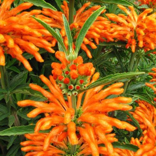 Graines leonotis,leonurus,queue de lion,produits de mon jardin,plante bio,fleurs biologique,non traité