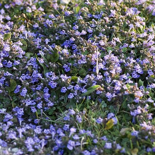 Feuilles séchées de lierre terrestre,gléchome lierre terrestre,glechoma hederacea,feuilles biologique,sans traitements