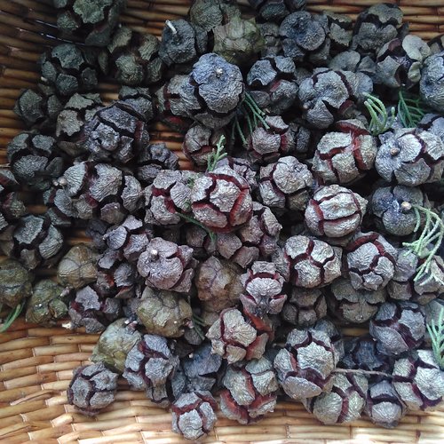 Cupressaceae,fruits de cupressaceae,les herbes,épices,plantes médicinales,produits de mon jardin,cupressaceae biologique