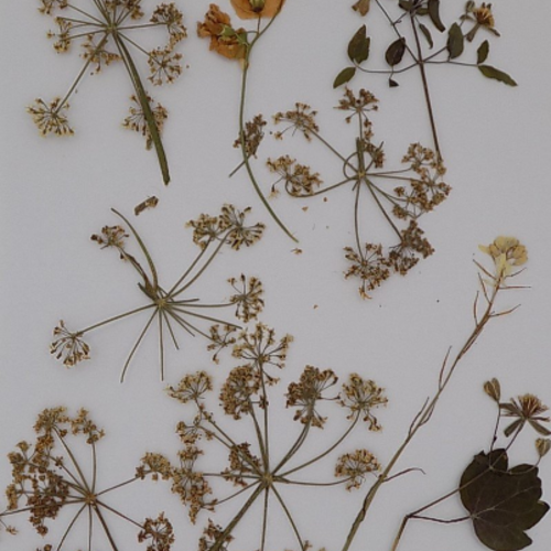 Fleurs séchées à plat,composition florale,planche de feuille,format 297 x 210 cm,fleurs biologique,non traitées,produit de mon jardin