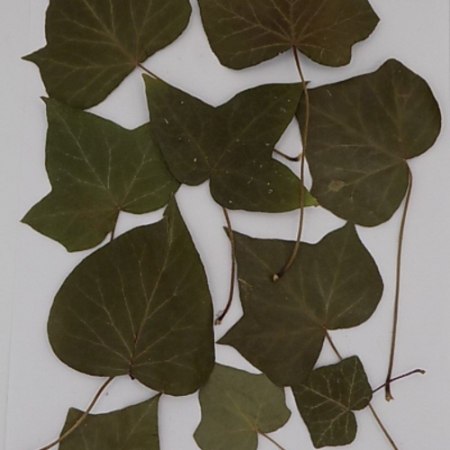 Feuilles séchées à plat,composition florale,planche de feuille,format 297 x 210 cm,feuilles de lierre,biologique,non traitées