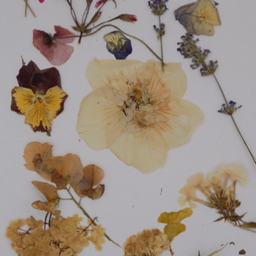 Fleurs séchées à plat,composition florale,planche de feuille,format 297 x 210 cm,fleurs biologique,non traitées,produit de mon jardin