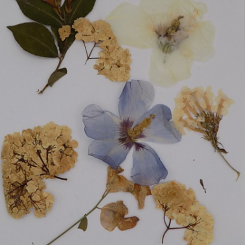 Feuilles séchées à plat,composition florale,planche de feuille,format 297 x 210 cm,feuilles de passiflore,biologique,non traitées
