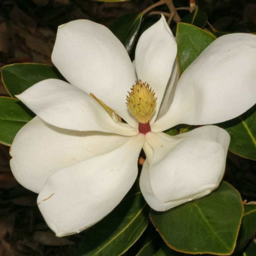 Magnolia blanc,graines de magnolia,les herbes,et des épices,produits de mon jardin,blanc bio
