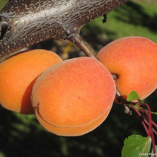 Noyau de abricot bio,abricot biologique,grand fruits,produits de mon jardin,fruits biologique,20 graines