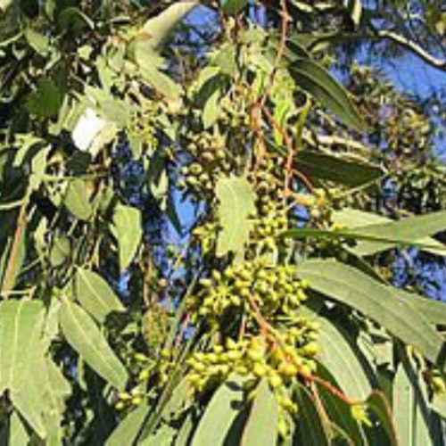 Eucalyptus biologique,graines,les herbes,des épices,plantes médicinales,produits de mon jardin,graines biologique