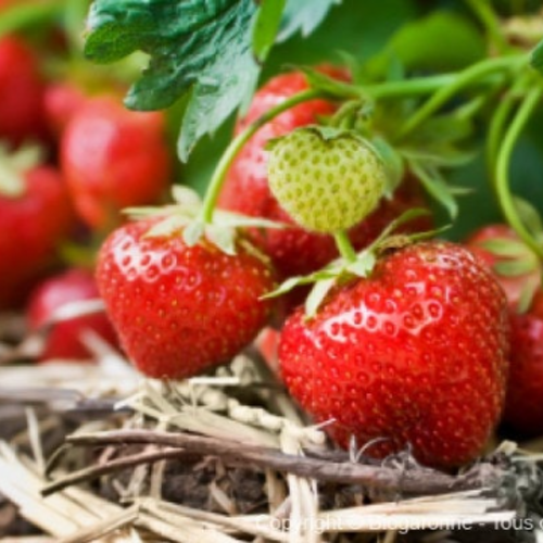 Fraise ronde,graines de fraises,fruits biologique,fraise de mon jardin,sans aucun produits,sans aucun traitement