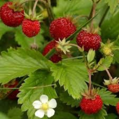Fraises sauvage,graines de fraises,fraise biologique,fruits biologique, de mon jardin,sans aucun produits