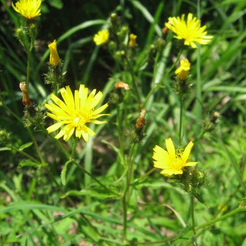 Hiéracioides picris,la picride fausse épervière,ou picris fausse épervière,produits de mon jardin,fleurs bio,,sans aucun produits
