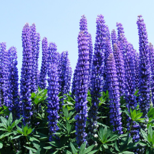 Russell LUPINUS Polyphyllus 105 Graines de Lupin des Jardins ROSE