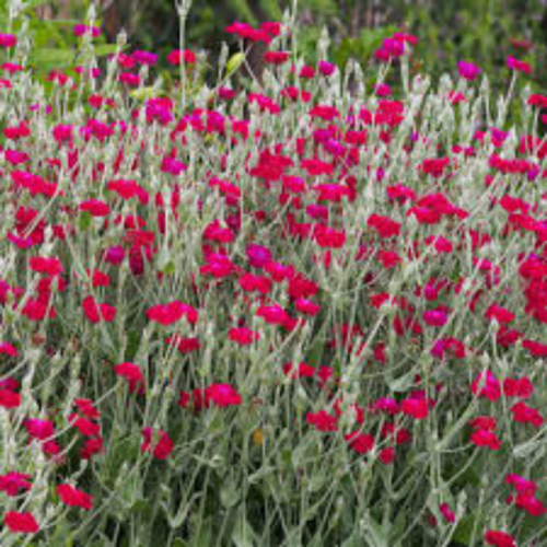 Rose campion,lychnis coronaria,graines de rose  campion,produits de mon jardin,plante bio,fleurs bio,non traité
