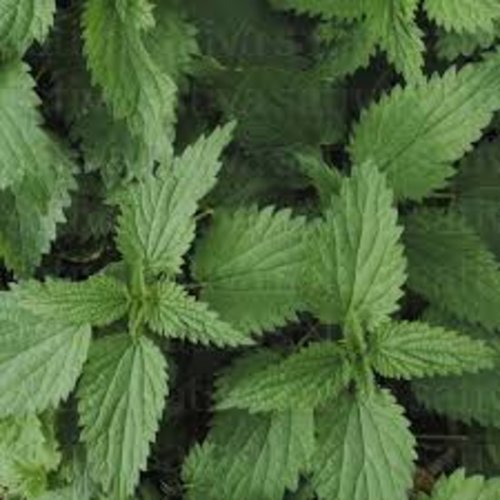 Racine d'ortie séchées,les herbes,épices,produits de mon jardin,racine d'ortie