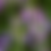 Le lilas,fleurs séchées de lilas ,produits de mon jardin,plante bio,fleur bio,biologique,sans aucun produits