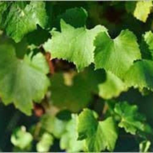 Feuilles de vigne frais,en sachet sous vide,disponible seulement pendant l’été,plantes médicinales,produits de mon jardin,vigne bio