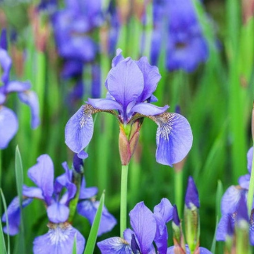 L'iris bleu,graines d'iris bleu,produits de mon jardin,plante bio,fleur bio,fleurs non traité