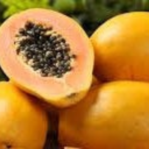 Papaye,melon des tropiques,figuier des îles,graines de papaye,fruits bio,plante bio,fruits sans traitement