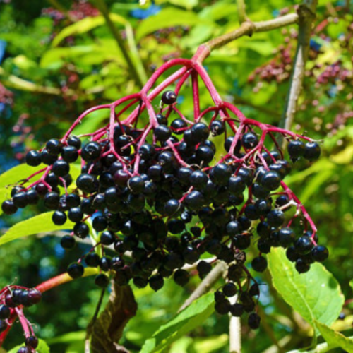 Sureau noir,sambucus nigra,graines de sureau noir,produits de mon jardin,plante bio,fleur bio,fleurs non traité