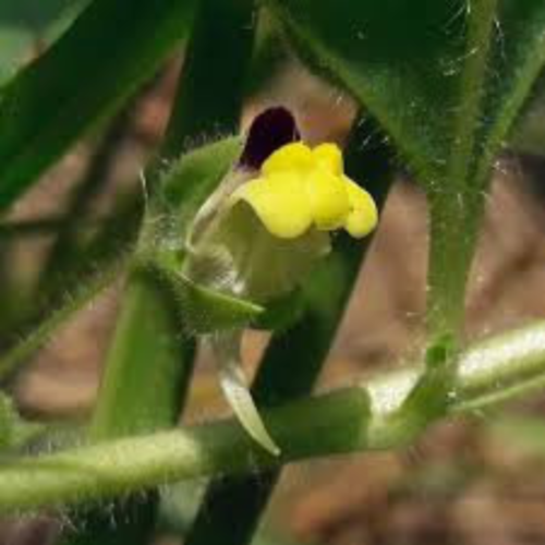 Kickxia spuria,la fausse velvote,linaire bâtarde,graines de kickxia spuria,produits de mon jardin,plante bio,non traité