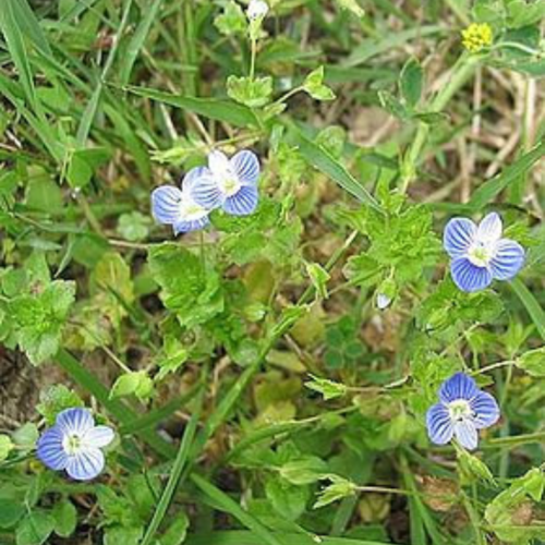 Veronica persica,graines de veronique,produits de mon jardin,plante bio,fleur bio