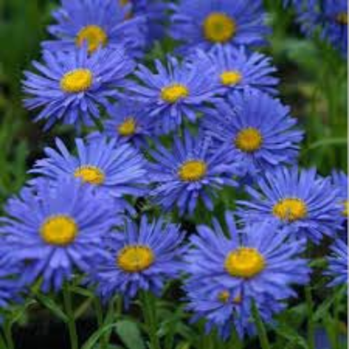 L'aster bleu,graines  de l'aster bleu,produits de mon jardin,plante bio,fleur bio,non traité