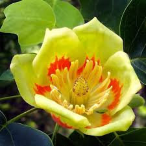 Liriodendron tulipifera,tulipier de virginie,graines  de tulipier de virginie,produits de mon jardin,plante bio,fleur bio,non traité